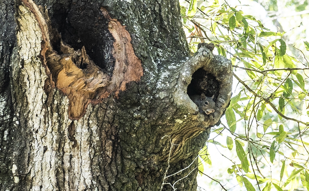 Eastern Gray Squirrel, Sciurus carolinensis