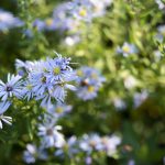 Willowleaf Aster