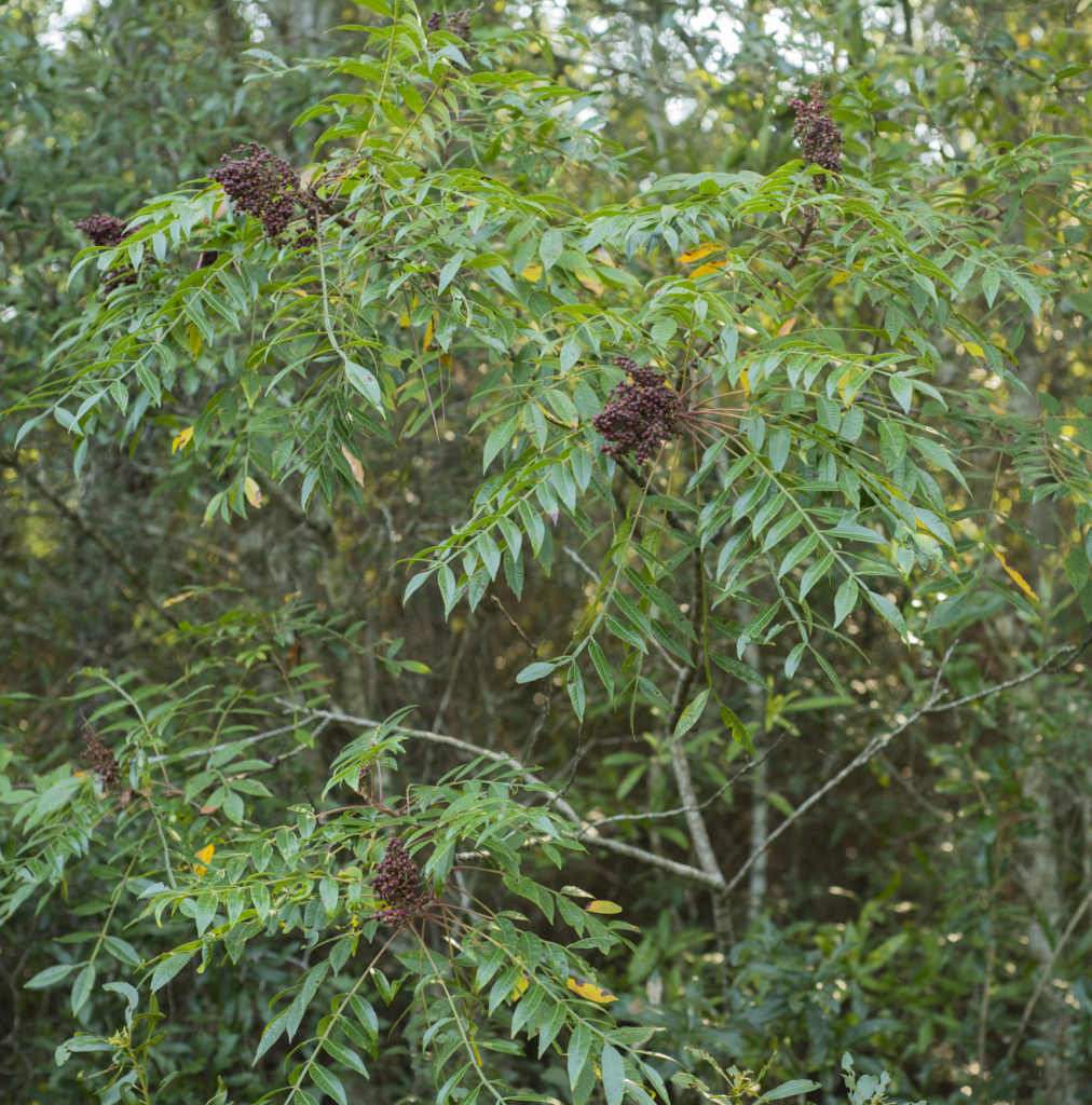 Shining Sumac