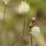 Pineland Daisy