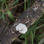 Little Nest Polypore