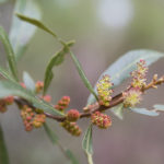 Wax Myrtle