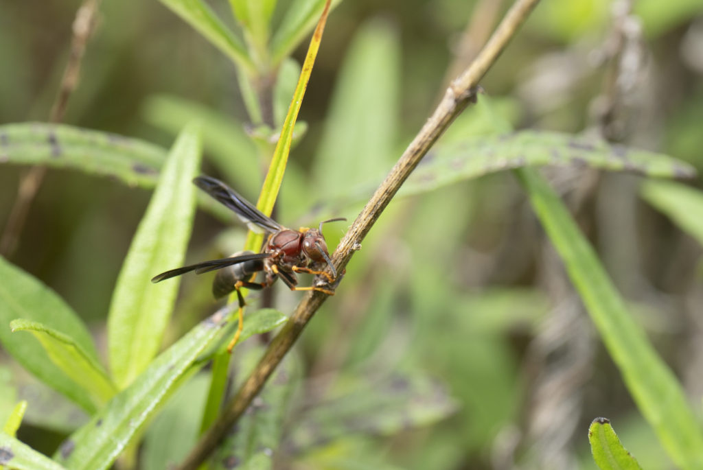 Metric Paper Wasp