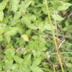 Columbian Waxweed