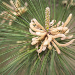 Forest Loblolly Pine