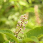 American Pokeweed