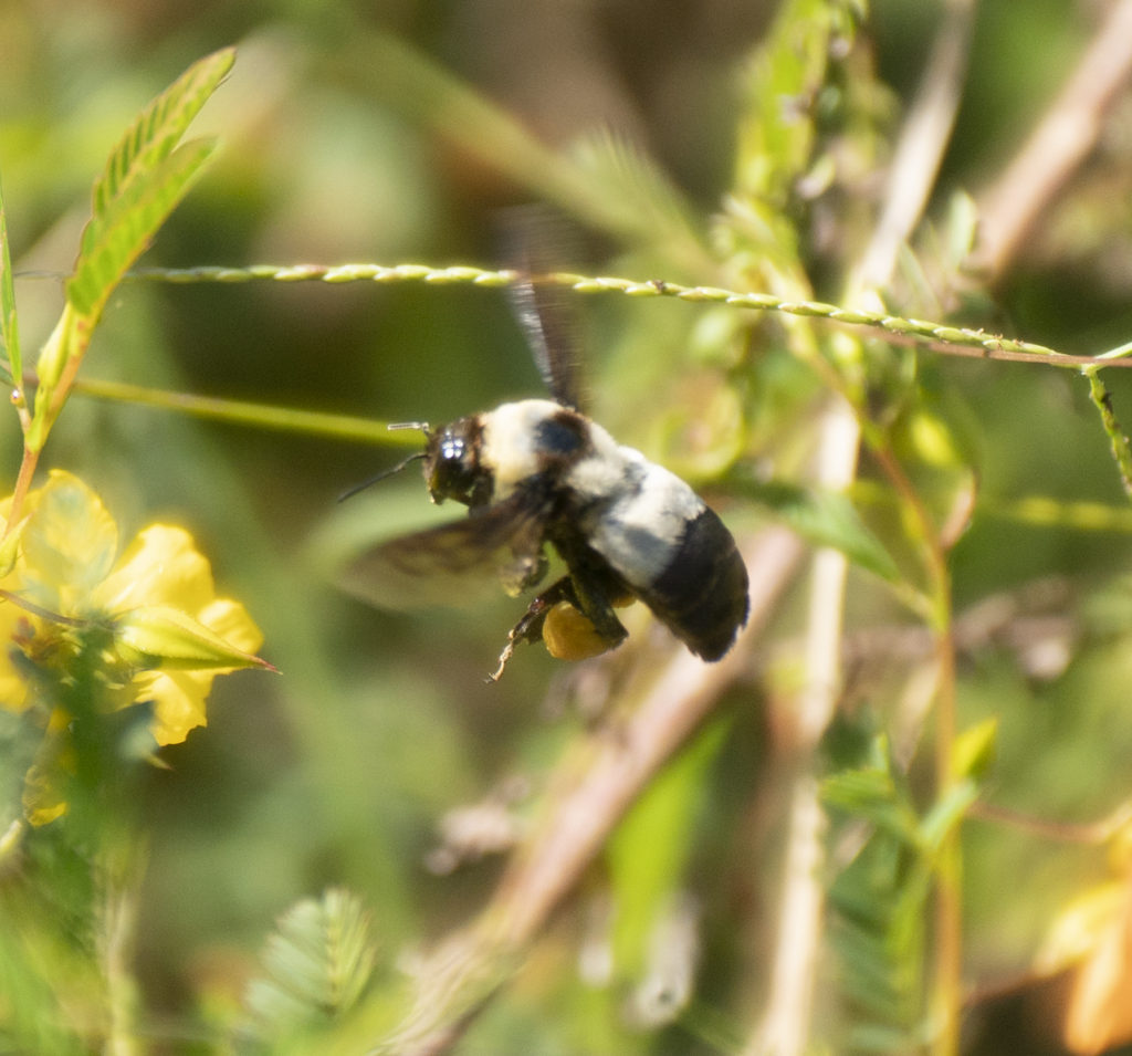 Southern Plains Bumble Bee