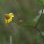 Opposite-leaf Spotflower