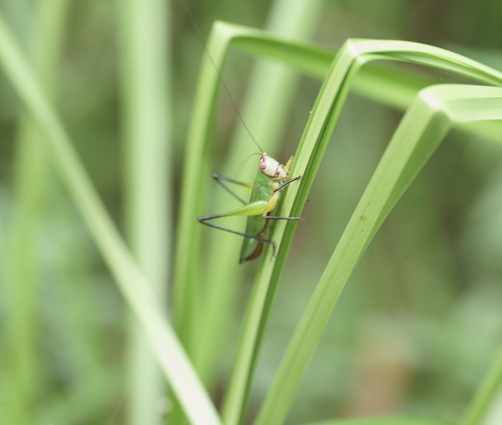 Black-legged Meadow Katydid