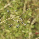 Swamp Tupelo Seeds