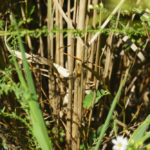 Sugarcane Plumegrass