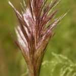 Sugarcane Plumegrass, Erianthus giganteus