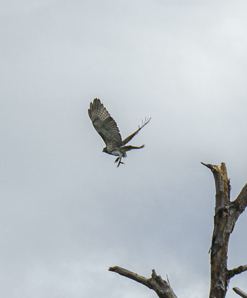 Red-Tailed Hawk