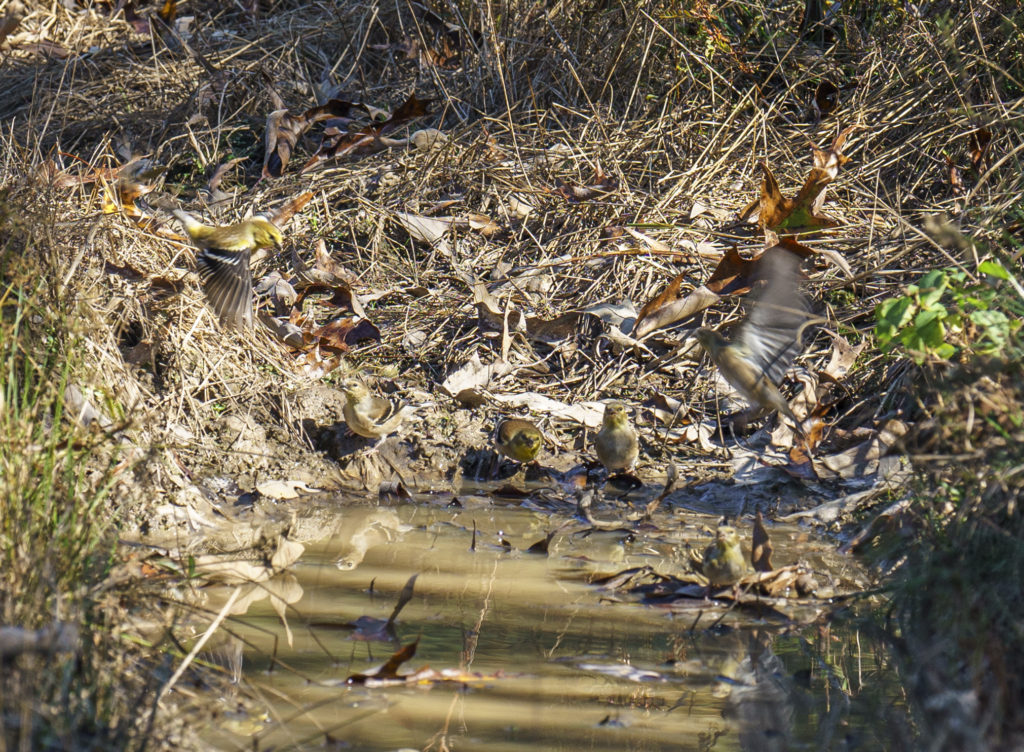 Goldfinch in a puddle