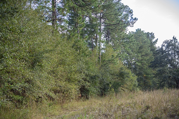 A pine and hardwood thicket