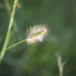 Knotroot Bristlegrass