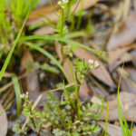 Nursery Bittercress