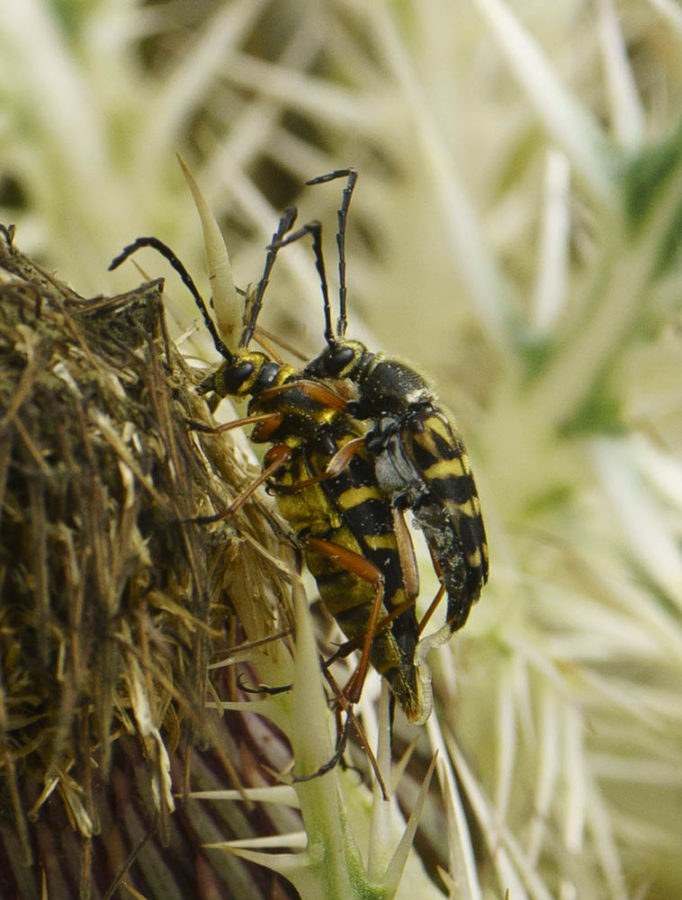 Zebra Longhorn Beetle