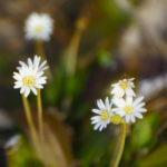 Pineland Daisy