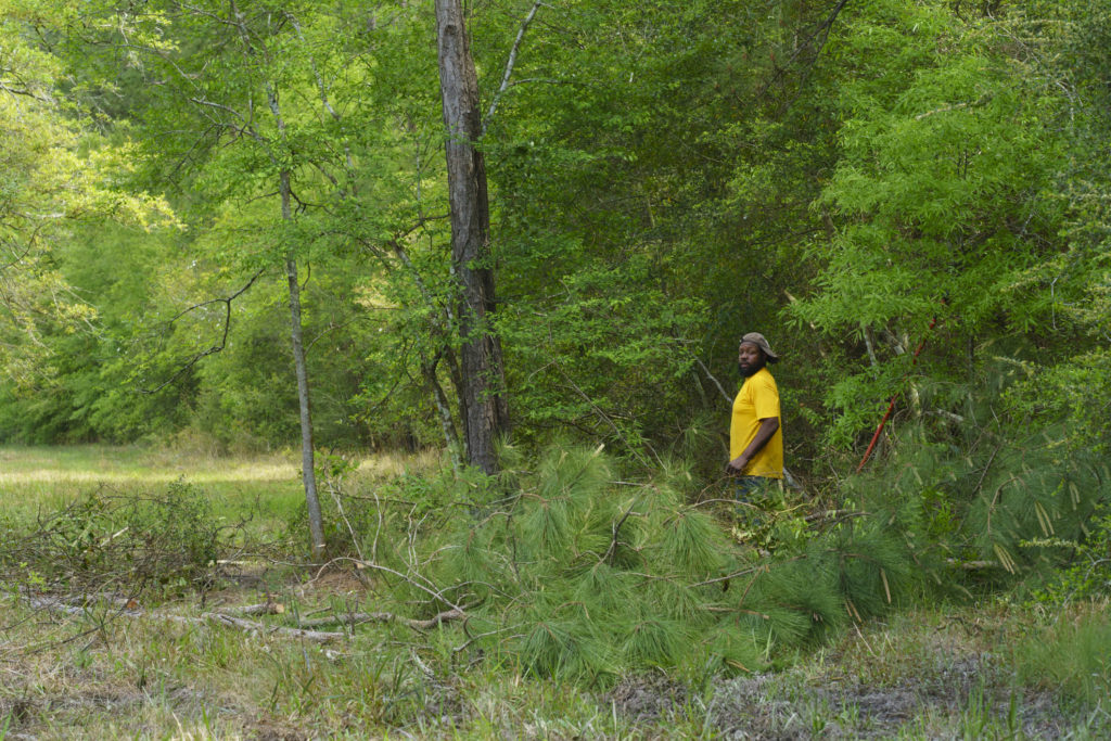 A dense understory of invasive shrubs