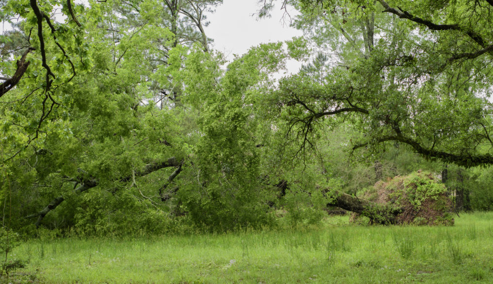 Water Oak uprooted