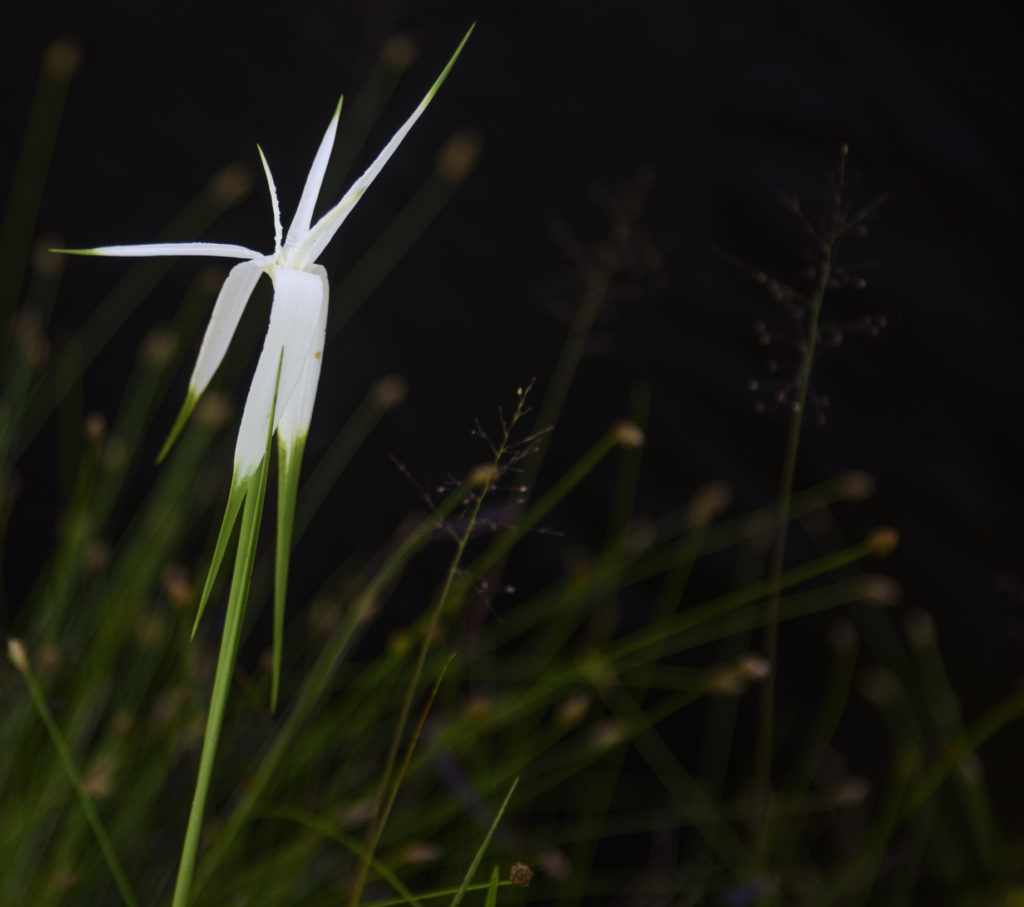 Sandswamp Whitetop Sedge