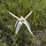 Sandswamp Whitetop Sedge