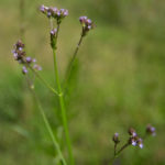 Brazilian Vervain