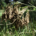 Wool Grass