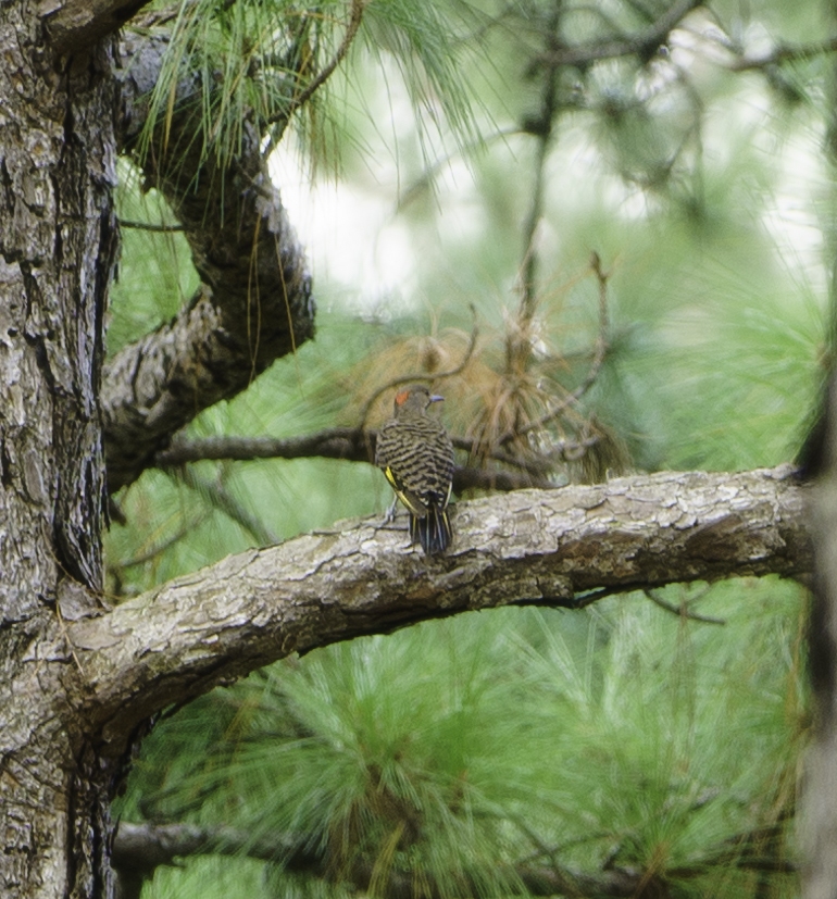 Southern Yellow-shafted Flicker