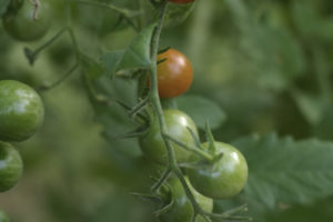 Cherry Tomato, a Nightshade vegetable