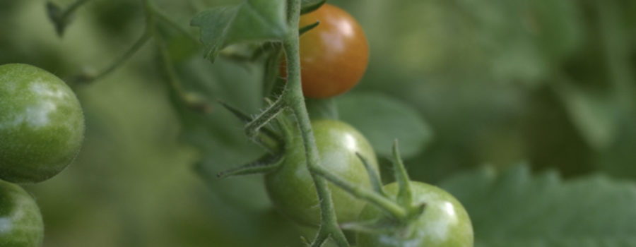 Cherry Tomato, a Nightshade vegetable