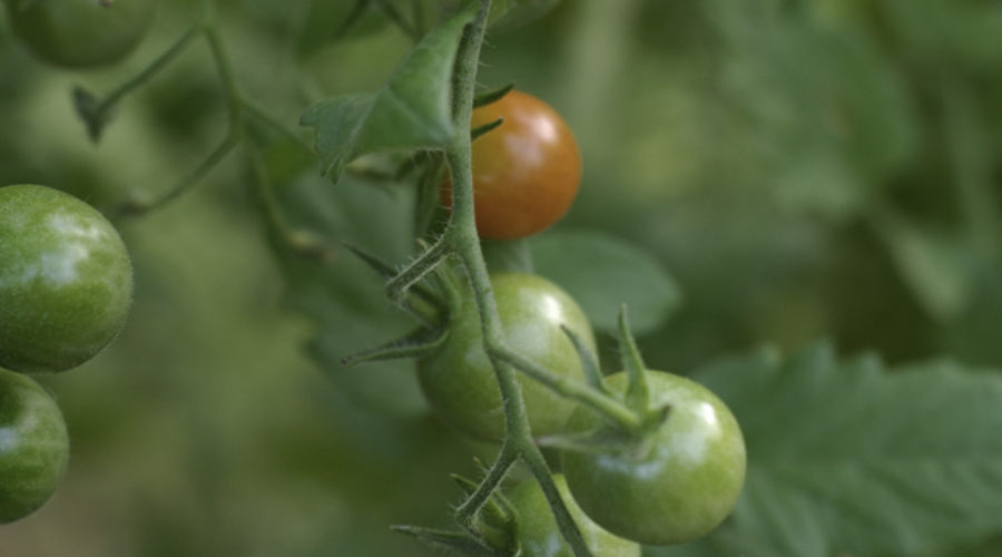 Cherry Tomato, a Nightshade vegetable