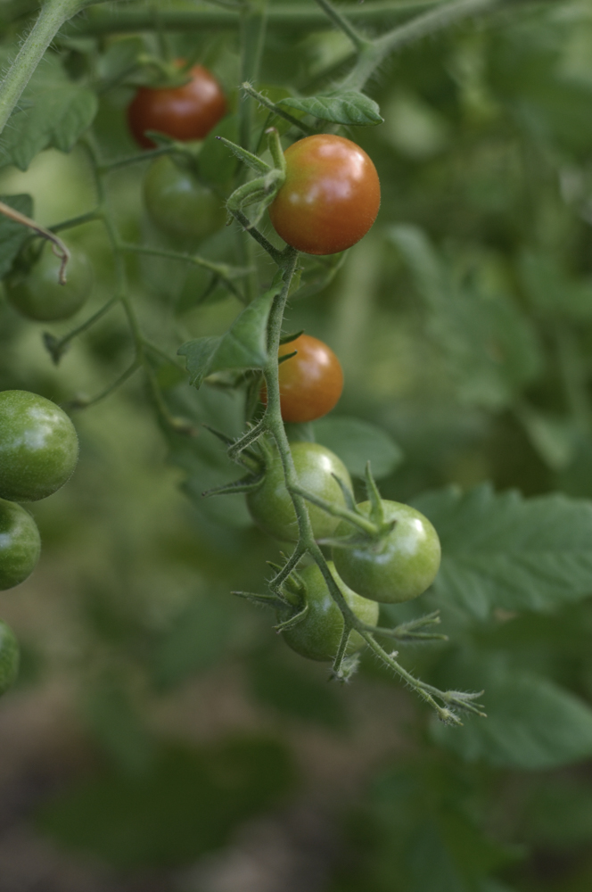 Cherry Tomato, a Nightshade vegetable