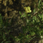 Seabeach Evening Primrose