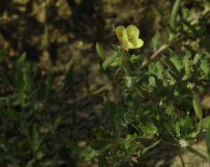 Seabeach Evening Primrose