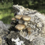 Genus Lentinula