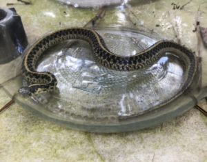 Garter Snake, Genus Thamnophis