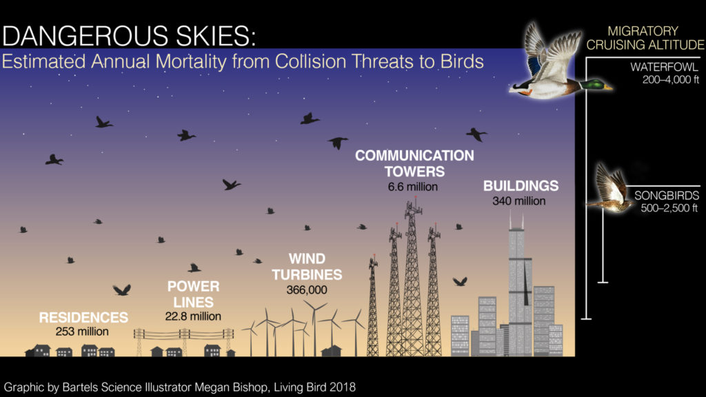 Cornell Lab for Ornithology, Dangerous Skies for Migrating Birds.