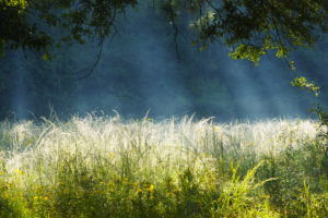 The Meadow at Sunrise