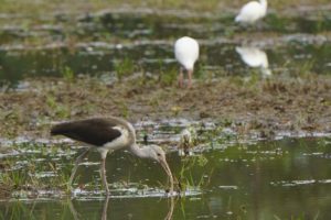 White Ibis