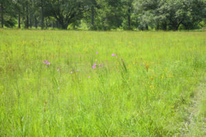 The new meadow