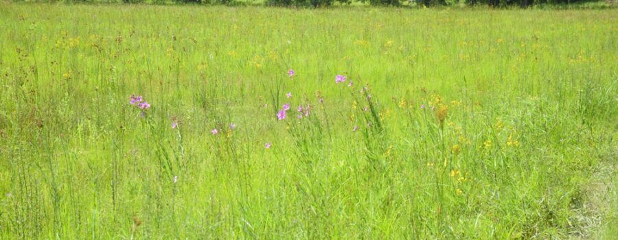 The new meadow