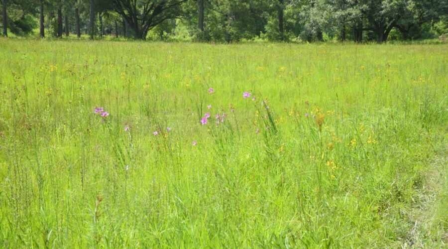 The new meadow