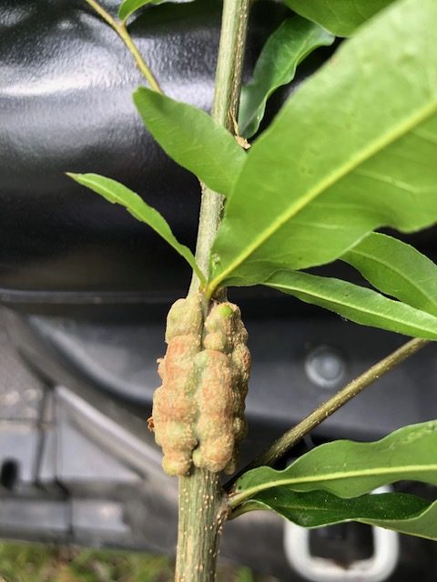 Unknown gall