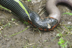 Western Mud Snake