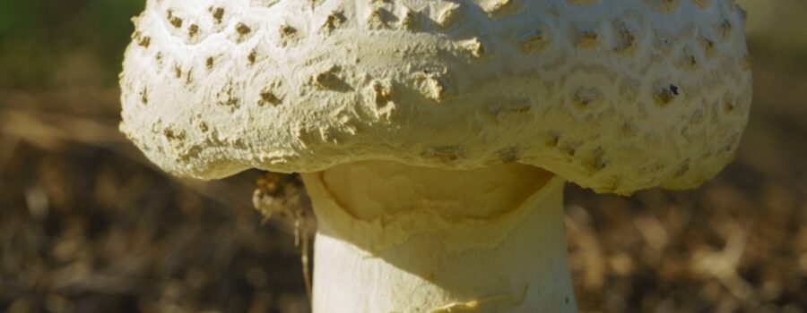 Coker's Amanita Mushroom