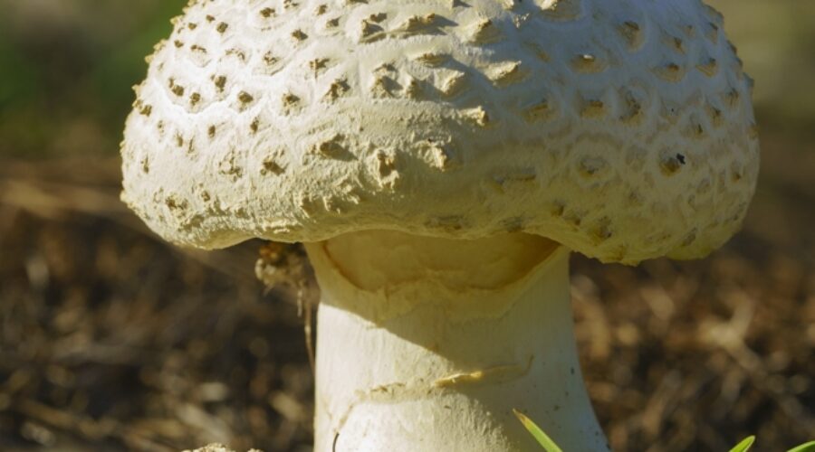 Coker's Amanita Mushroom