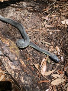 Plain Bellied Water Snake