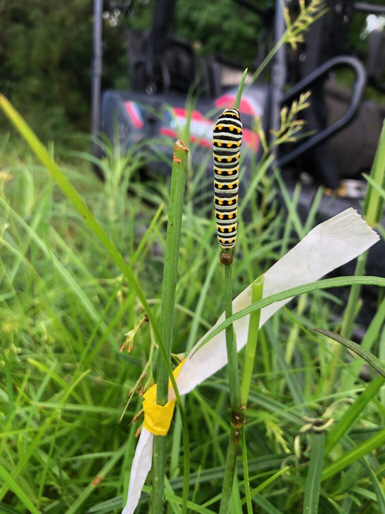 Black Swallowtail